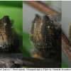 nep rivularis larva5 volg5